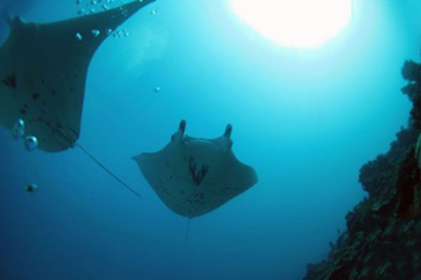 Dive N' Smile Tahiti plongée sous-marine Manta