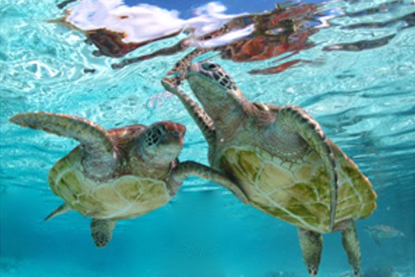 Dive N' Smile Tahiti plongée sous-marine Tortue