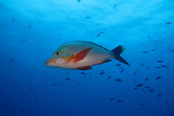Dive N' Smile Tahiti plongée sous-marine