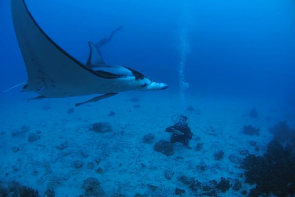 Dive N' Smile Tahiti plongée sous-marine Manta