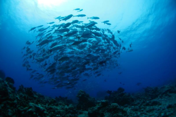 Dive N' Smile Tahiti plongée sous-marine