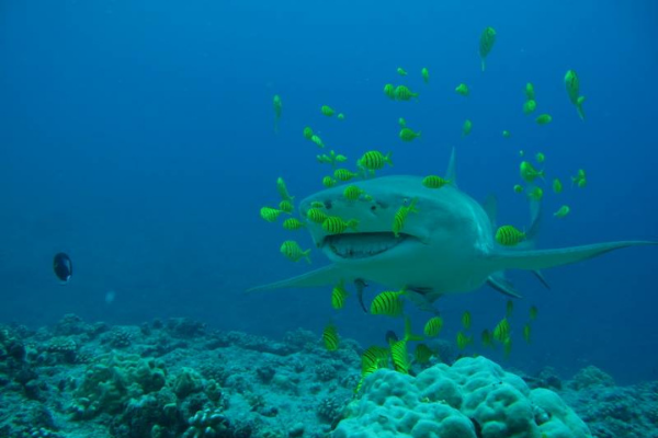 Dive N' Smile Bora-Bora Scuba Diving