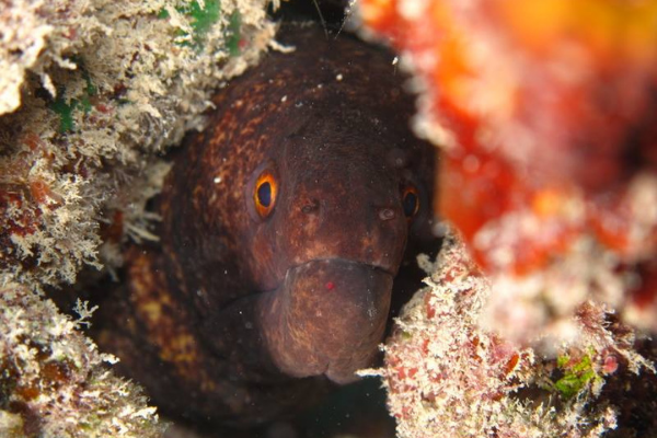 Dive N' Smile Bora-Bora plongée sous-marine