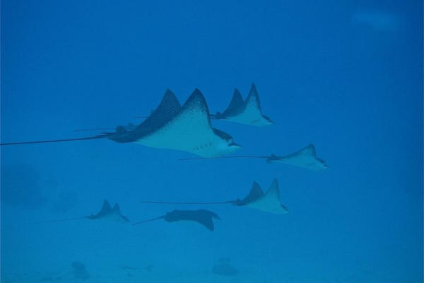 Dive N' Smile Bora-Bora plongée sous-marine